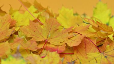 arka plan Sonbaharda akçaağaç yaprağı