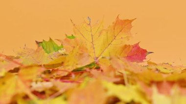 arka plan Sonbaharda akçaağaç yaprağı