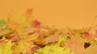 arka plan Sonbaharda akçaağaç yaprağı