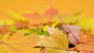 arka plan Sonbaharda akçaağaç yaprağı