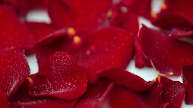 su ile kırmızı gül yaprakları damla