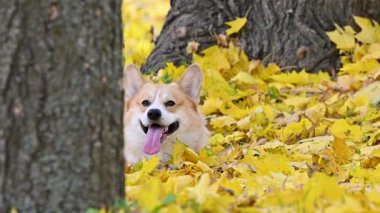 Corgi, sonbahar parkında sarı yapraklarla yürüyüşe çıktı.