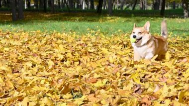 Corgi, sonbahar parkında sarı yapraklarla yürüyüşe çıktı.