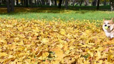 Corgi, sonbahar parkında sarı yapraklarla yürüyüşe çıktı.