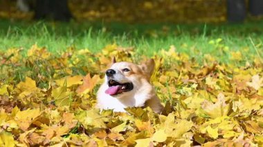 Corgi, sonbahar parkında sarı yapraklarla yürüyüşe çıktı.