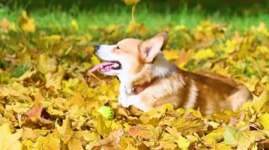 Corgi, sonbahar parkında sarı yapraklarla yürüyüşe çıktı.