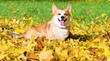 Corgi, sonbahar parkında sarı yapraklarla yürüyüşe çıktı.