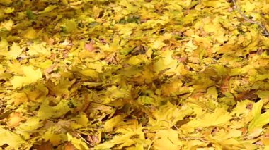 Akçaağaç sarı yapraklı sonbahar manzarası