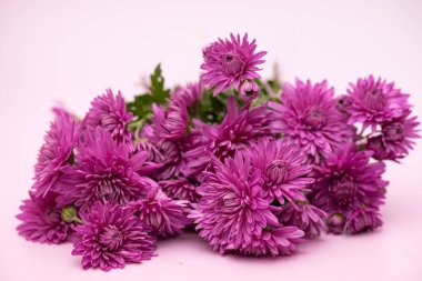 Pembe arka planda güzel kasımpatılar