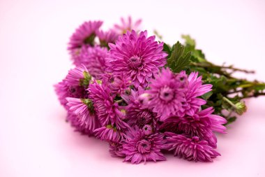 Pembe arka planda güzel kasımpatılar