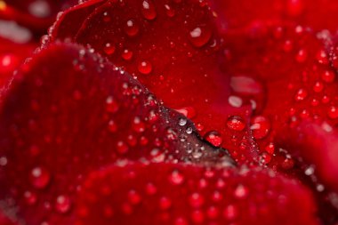 su ile kırmızı gül yaprakları damla