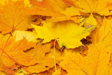 arka plan Sonbaharda akçaağaç yaprağı