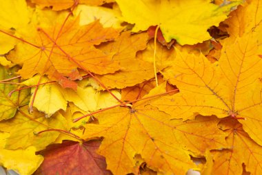 arka plan Sonbaharda akçaağaç yaprağı