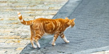 Sokakta kızıl kedi