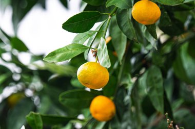 bir ağaç büyüyen mandalina