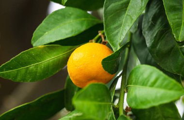 bir ağaç büyüyen mandalina