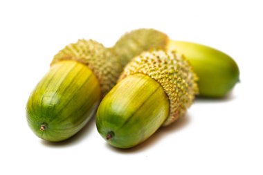 Beyaz arkaplanda izole edilmiş meşe palamutları