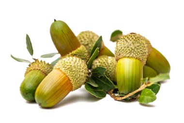 acorns of kermes oak isolated on white background clipart