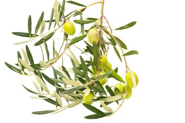 Beyaz arkaplanda izole edilmiş taze zeytinler