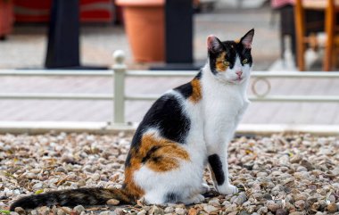 close-up portrait of a tricolor cat