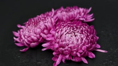 Siyah arka planda güzel kasımpatılar