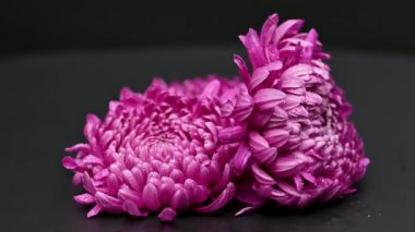 Siyah arka planda güzel kasımpatılar