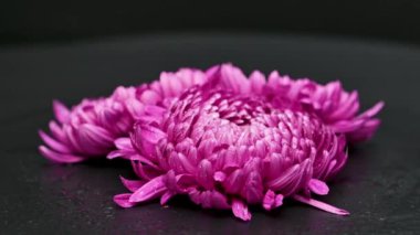 Siyah arka planda güzel kasımpatılar