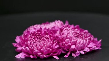 Siyah arka planda güzel kasımpatılar