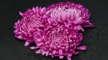 Siyah arka planda güzel kasımpatılar