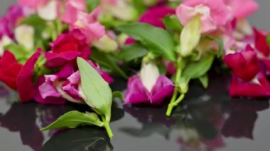 Renkli aslanağzı çiçekleri kapatın