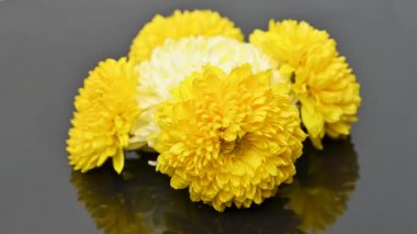 Siyah arkaplanda sarı kasımpatı