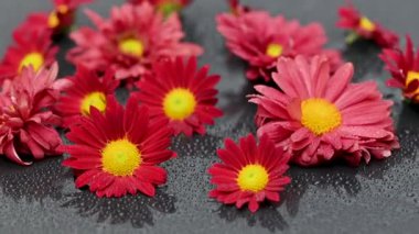 Siyah arkaplanda kırmızı kasımpatı