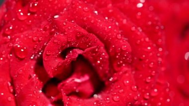 kırmızı gül suyu ile yakın çekim damla