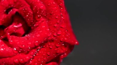 kırmızı gül suyu ile yakın çekim damla