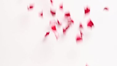 Kırmızı gül yaprakları stüdyoya düşüyor.