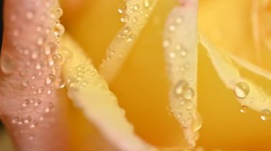 Su damlalarıyla sararmış güzel bir gül.