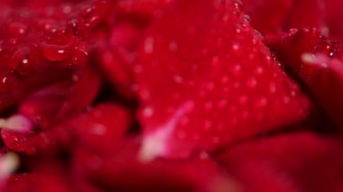 Kırmızı gül yaprakları stüdyoya düşüyor.