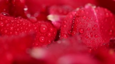 Kırmızı gül yaprakları stüdyoya düşüyor.