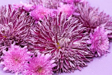 Renkli arkaplanda leylak kasımpatı