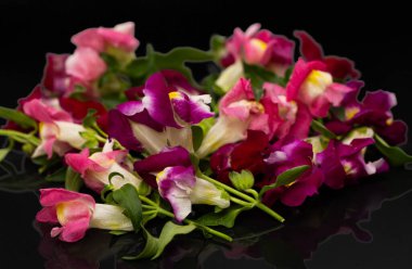 Renkli aslanağzı çiçekleri kapatın