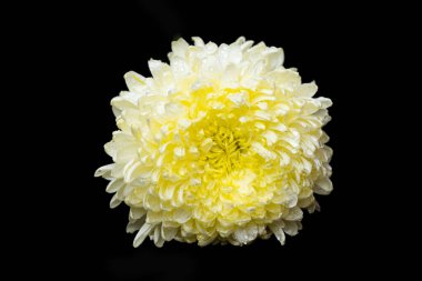 Siyah arkaplanda beyaz kasımpatı