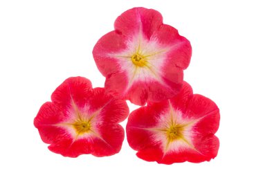 Kırmızı petunya beyaz arkaplanda izole