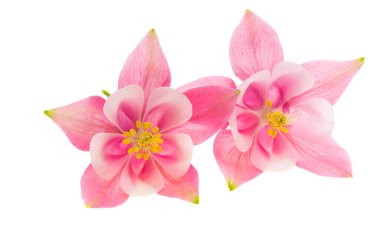 Beyaz arkaplanda izole edilmiş pembe sütun çiçeği