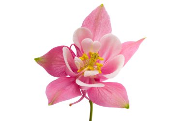 Beyaz arkaplanda izole edilmiş pembe sütun çiçeği