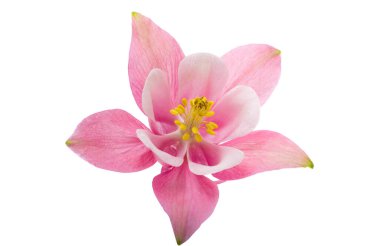 Beyaz arkaplanda izole edilmiş pembe sütun çiçeği