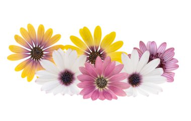 Beyaz arkaplanda yalıtılmış osteospermum çiçeği