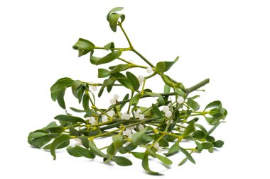 Beyaz arkaplanda izole edilmiş ökseotu dalı