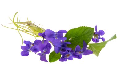 Orman Menekşe beyaz arka plan üzerinde izole