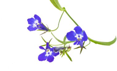 Beyaz arkaplanda mavi lobelia izole