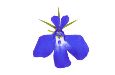 Beyaz arkaplanda mavi lobelia izole